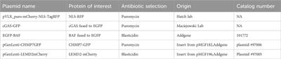 A new microscopy pipeline for studying the initial stages of nuclear and micronuclear rupture and repair